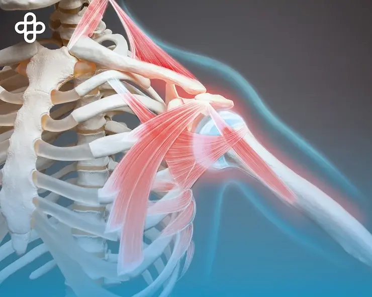 Células Madre para la Osteoporosis